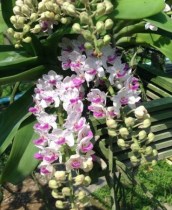 Rhy. gigantea spotted x sib